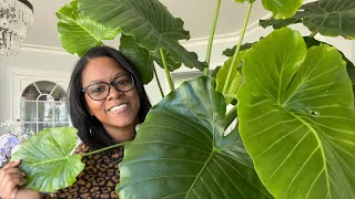 HOW TO GROW ELEPHANT EAR PLANTS  UPDATES  ALOCASIA  COLOCASIA  XANTHOSOMA [upl. by Lemire289]