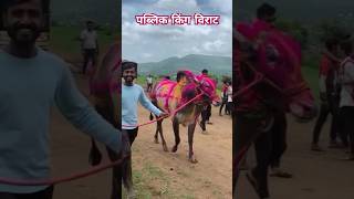 पब्लिक किंग 👑 विराट 👑 bailgada virat viralvideo [upl. by Pris]