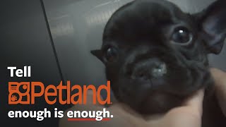 Shocking undercover investigation at Petland [upl. by Ammej4]