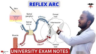 Reflex Arc  CNS Physiology  MBBS  Nursing  BDS  BMLT Lecture [upl. by Ajar]