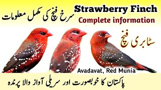 Strawberry Finch Breeding Tips  Red Munia Avadavat Bird Cage Setup amp Food List  Surkh Laal Finch [upl. by Hanid]