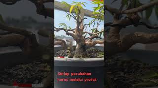 🔴Proses Program Bonsai Anting Putri  Mr Novan Joeffen [upl. by Bevers]