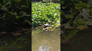 Red eared sliders Trachemys scripta elegans Emydidae are native to the Midwest amp invasive here [upl. by Klimesh]