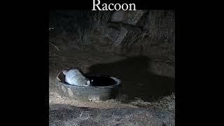 A racoon at the water tank racoon wildlife nature [upl. by Ecnarolf981]