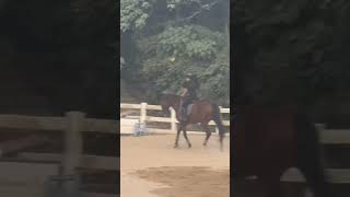 dash 💣 owner 8 equestrain horseenthusiast horse equestrainlife equestriantraining viralvideo [upl. by Arriet]