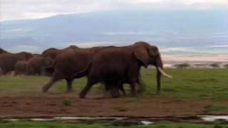 Deadly African Elephant The worlds largest land animal [upl. by Analos]