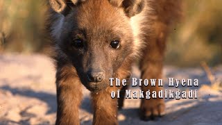 The Brown Hyena of Makgadikgadi  Trailer [upl. by Asserac]