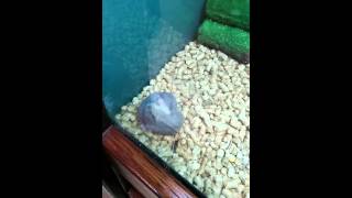 DWARF HAMSTERS KILL EACHOTHER [upl. by Mayes]