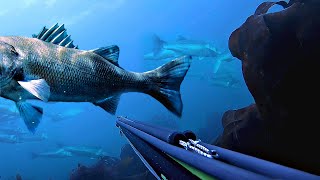 Top 20 Spearfishing Moments [upl. by Launamme]