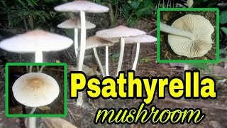 Psathyrella sp mushroom [upl. by Crandall]