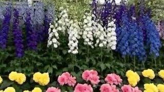 Gardening Tips from Chelsea Flower Show [upl. by Rik831]