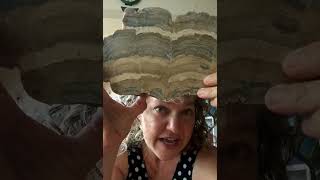 Rock Talk Fossil Stromatolite [upl. by Borreri]