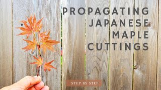 Propagate Japanese Maple from Cuttings Step by step [upl. by Janela]