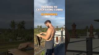 Training to Catch a King Cobra [upl. by Cho21]