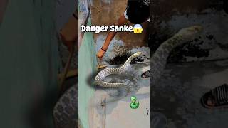 Chackered Keelback Snake 🐍 snakevideo wildanimals viralshorts youtubeindia feedshorts 1million [upl. by Yenattirb]