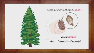 Biologie Conifere partea 2  WinSchool [upl. by Barbarese]