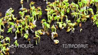 Cress Seeds Germination and Growth Timelapse [upl. by Ocsisnarf247]