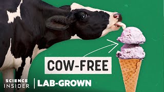 Can LabGrown Dairy Give Us A CowFree Future  LabGrown  Science Insider [upl. by Chui370]