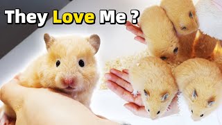 How Friendly Are My Hamster Babies [upl. by Tamara]