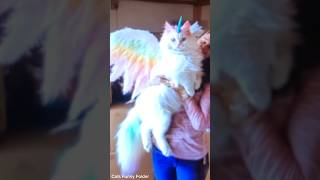 shortvideo catpetschannel catvideos funny ytpets funnyanimal pets funnypetschannel [upl. by Aneert]