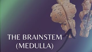 The Brainstem  Medulla  External features of Medulla [upl. by Philipines146]