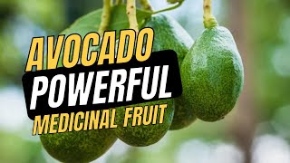 Avocado Properties and Medicinal Use [upl. by Dituri]