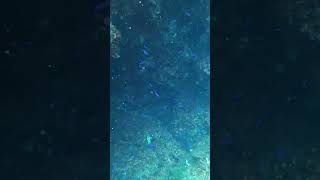 Damselfish Babys shortsvideo scubadiving fish scuba wildlife underwater animal shortvideo [upl. by Drhcir]