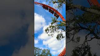 Tigris roller coaster bush garden Tampa bay Florida shorts youtubeshorts [upl. by Eelrahs713]