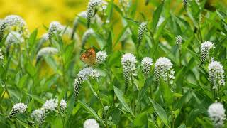 무료영상나눔네발나비Polygonia caureumamp큰 까치 수영 꽃 [upl. by Yerrok]