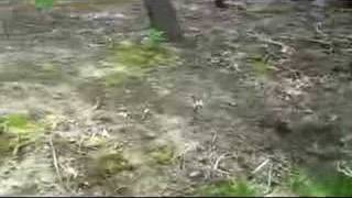 Kill Voles howto [upl. by Rik135]