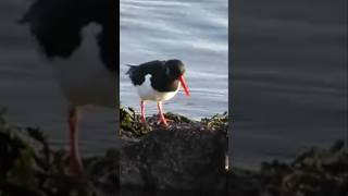 Oystercatcher birds birdwatching wildlife nature [upl. by Ellebyam]