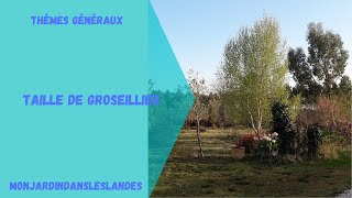 Comment tailler les groseilliers  Monjardindansleslandes [upl. by Sherrie655]