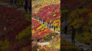 Autumn is coming to Mount Rainier [upl. by Kannry]