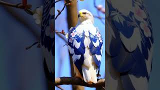 The Most Stunning Bird You’ve Ever Seen 🐦✨ BeautifulBirds ExoticBirds NatureArt eagle eagles [upl. by Tutto]