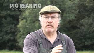 Pig Rearing keeping The beginners Guide Autumn Tips blog [upl. by Ronoh]