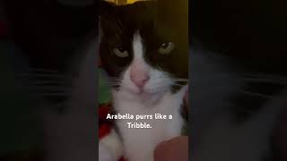 Arabella purrs like a Tribble StarTrek [upl. by Elayne986]