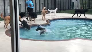 Standard Schnauzer swimming in pool [upl. by Candie]