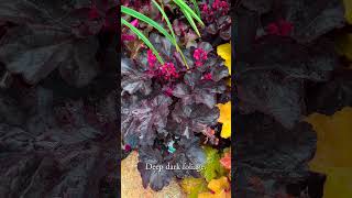 Heuchera for 2025 gardening [upl. by Veradis]