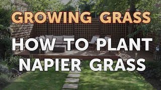 How to Plant Napier Grass [upl. by Doble]