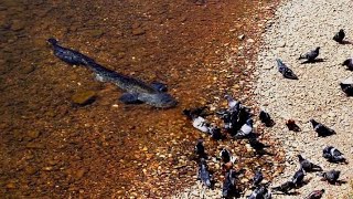 Catfish Grabs and Eat Pigeon by Catfish World [upl. by Yasnil]