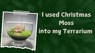 Chapter 17  I used Christmas moss into my terrarium [upl. by Publius]