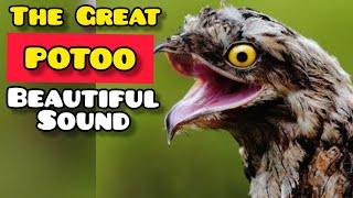 POTOO BIRD HAUNTINGLY BEAUTIFUL SOUND [upl. by Charmain]