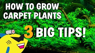 3 AQUARIUM CARPET PLANT TIPS How To Grow Carpeting Plants BETTER [upl. by Ecinue]