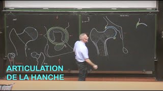 Anatomie de larticulation de la hanche Membre inférieur 1 [upl. by Nairolf707]