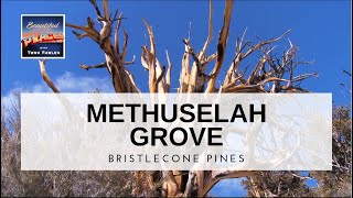 Methuselah Grove [upl. by Dincolo583]