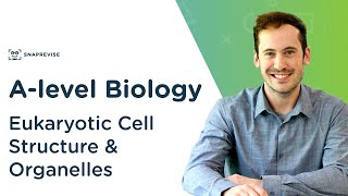 Eukaryotic Cell Structure amp Organelles  Alevel Biology  OCR AQA Edexcel [upl. by Ynohta404]