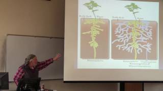 Mycorrhizal Colonization of Cover Soils [upl. by Martica]