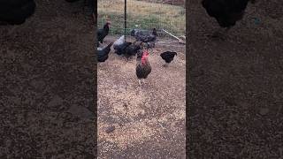 Big Red forgive my voice  chicken rooster homestead bigguy cute cutenessoverload happy [upl. by Hairym]