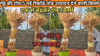 गेहूं की टॉप 5 नई रिकॉर्ड तोड उत्पादन देने वाली किस्में l top 5 new high yield wheat 🌾 Veritys [upl. by Jarib]