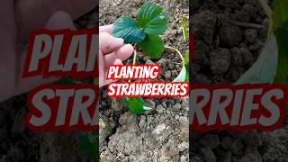 Planting Strawberries 🍓 [upl. by Antoine]